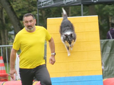 Concours d'agility, les photos du samedi