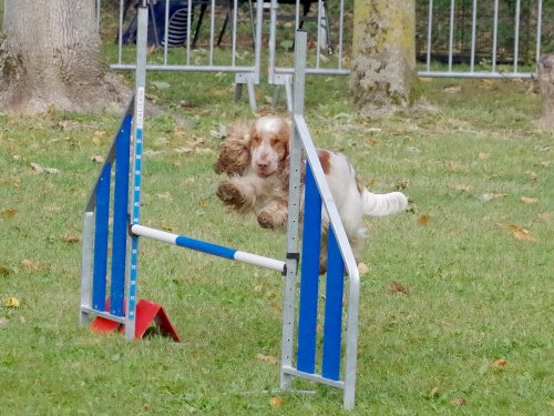 Concours d'agility, Châtenoy le royal 29 septembre 2024