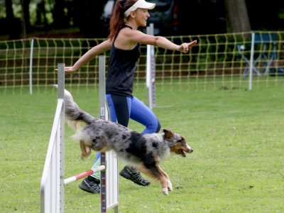 Concours d'agility, les photos du samedi