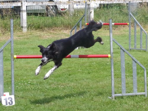 Concours d'agility, Montret, 23 juin 2024