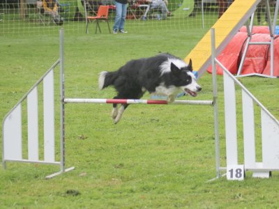 Concours d'agility, les photos du samedi