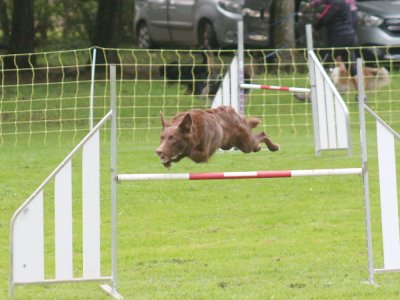 Concours d'agility, les photos du samedi