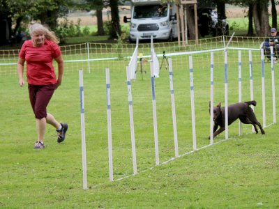 Concours d'agility,  les photos du dimanche