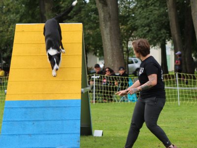 Concours d'agility,  les photos du dimanche