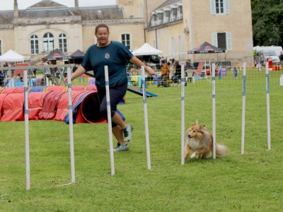 Concours d'agility,  les photos du dimanche