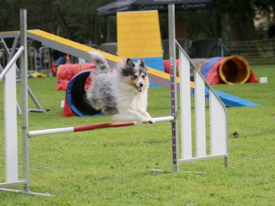 Concours d'agility, les photos du samedi