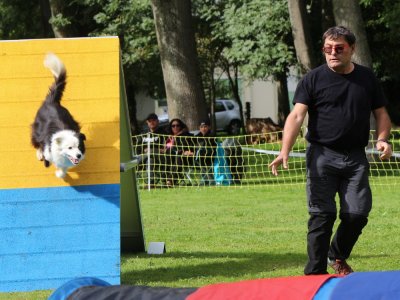 Concours d'agility,  les photos du dimanche