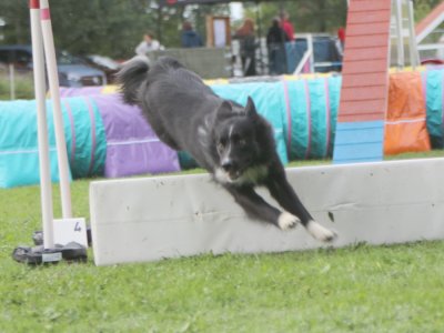Concours d'agility, les photos du samedi