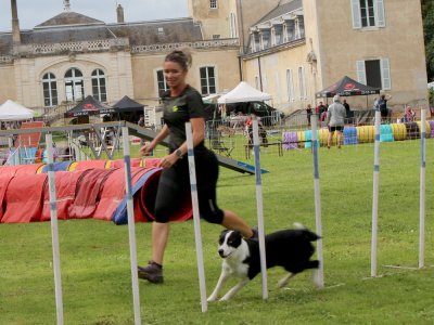 Concours d'agility,  les photos du dimanche