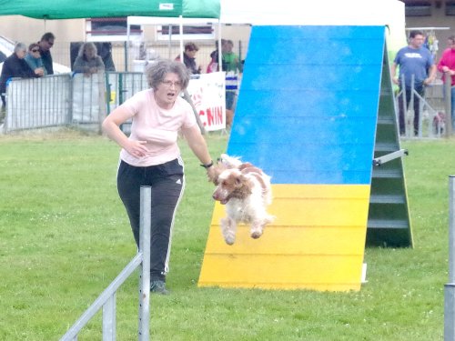 Concours d'agility, Montret, 23 juin 2024