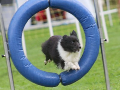 Concours d'agility, les photos du samedi