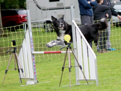 Concours d'agility,  les photos du dimanche