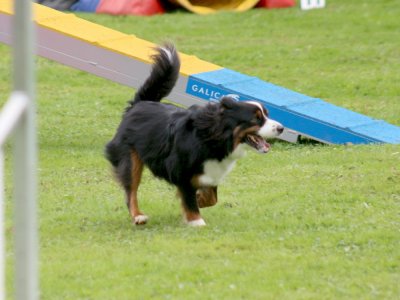 Concours d'agility, les photos du samedi
