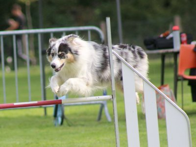 Concours d'agility, les photos du samedi