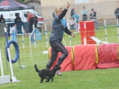 Concours d'agility, les photos du samedi