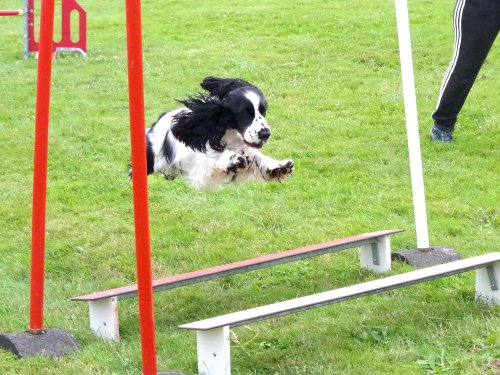 Concours d'agility, Montret, 23 juin 2024