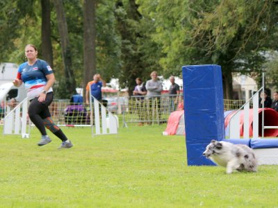 Concours d'agility,  les photos du dimanche