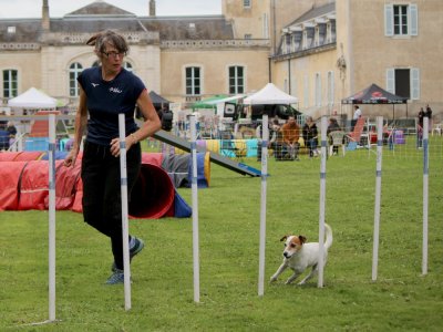 Concours d'agility,  les photos du dimanche