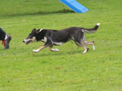 Concours d'agility, les photos du samedi
