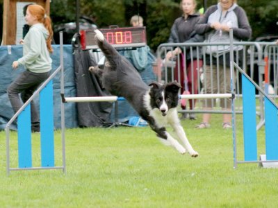 Concours d'agility, les photos du samedi