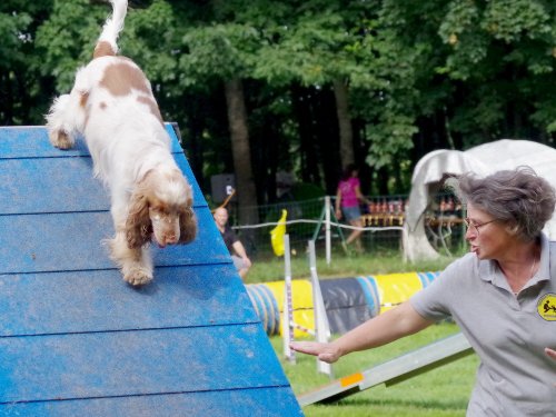 Concours d'agility, Sanvignes, 27 juillet 2024