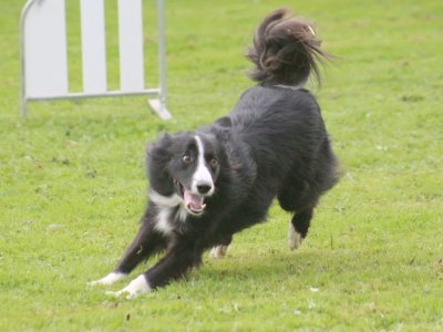 Concours d'agility, les photos du samedi