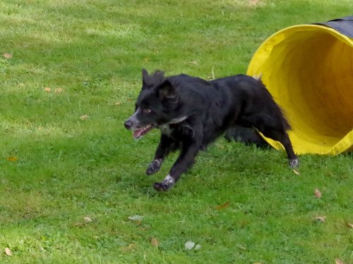 Concours d'agility, Châtenoy le royal 29 septembre 2024