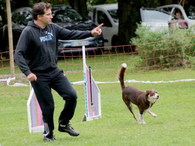 Concours d'agility, les photos du samedi