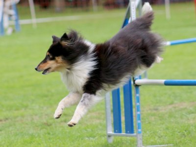 Concours d'agility, les photos du samedi