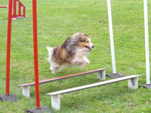 Concours d'agility, Montret, 23 juin 2024