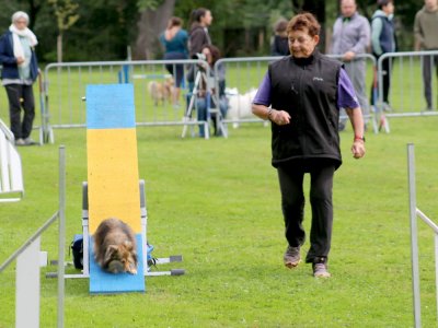 Concours d'agility, les photos du samedi