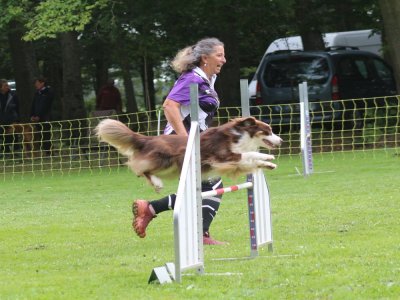 Concours d'agility, les photos du samedi