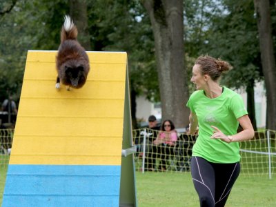 Concours d'agility,  les photos du dimanche