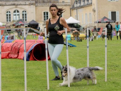 Concours d'agility,  les photos du dimanche