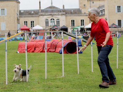 Concours d'agility,  les photos du dimanche