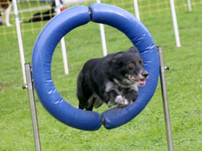 Concours d'agility, les photos du samedi