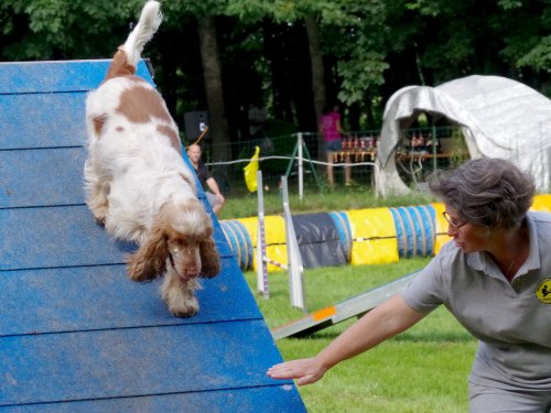 Concours d'agility, Sanvignes, 27 juillet 2024