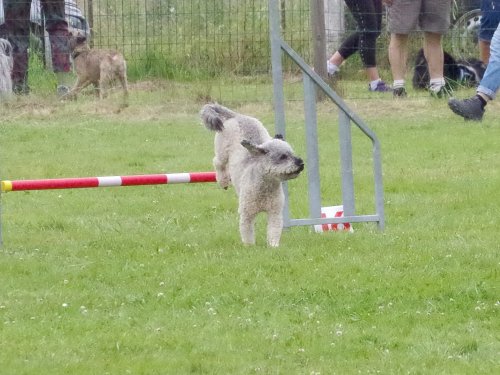 Concours d'agility, Montret, 23 juin 2024