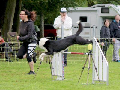 Concours d'agility,  les photos du dimanche