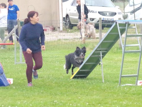 Concours d'agility, Montret, 23 juin 2024