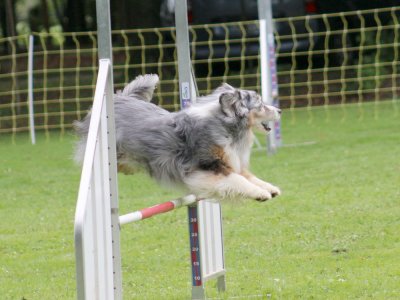 Concours d'agility, les photos du samedi