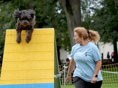 Concours d'agility,  les photos du dimanche