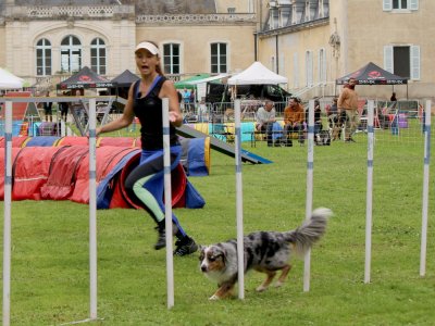 Concours d'agility,  les photos du dimanche