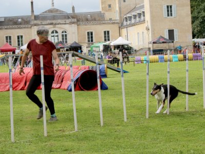 Concours d'agility,  les photos du dimanche