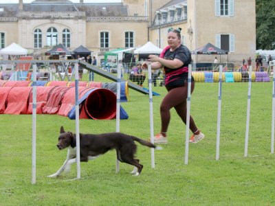 Concours d'agility,  les photos du dimanche