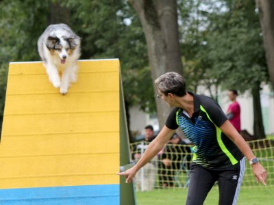 Concours d'agility,  les photos du dimanche