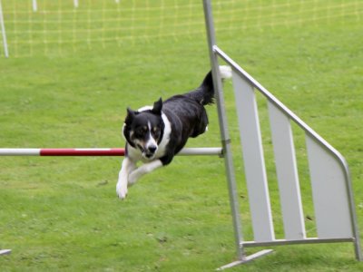 Concours d'agility,  les photos du dimanche