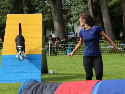 Concours d'agility,  les photos du dimanche