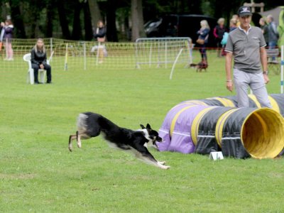 Concours d'agility, les photos du samedi