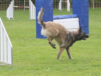 Concours d'agility, les photos du samedi